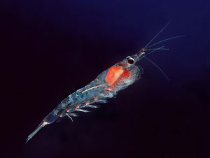 krill-oil-vs-fish-oil-which-is-better